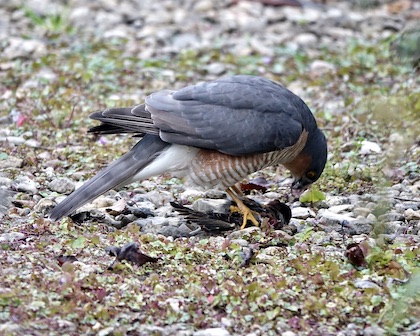 sparrowhawk catching